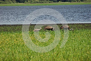 Sandhill Crane Family