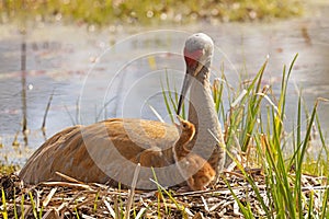 Sandhill crane feeding colt