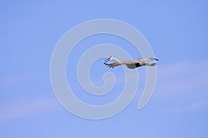 Sandhill Crane Flies  800318