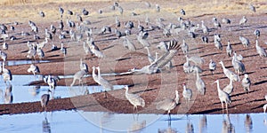 A Sandhill Crane Flies Above its Surivival Group