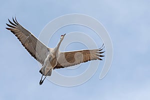 A Sandhill Crane flies low overhead as it climbs into the sky