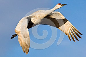 Sandhill Crane in Flight photo