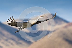 Sandhill Crane in Flight