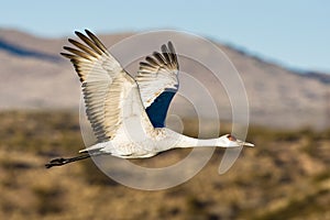 Sandhill Crane in Flight