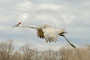 Sandhill Crane in Flight