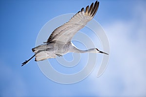 Sandhill Crane in Flight