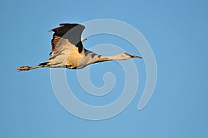 Sandhill crane in flight