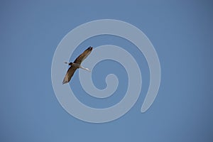 Sandhill Crane in Flight