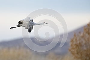 Sandhill Crane in flight - Bosque del Apache NWR - New Mexico photo