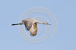 Sandhill Crane in flight - Gainesville, Florida