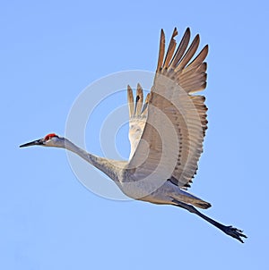 Sandhill crane in flight isolated on the blue sky above the marsh