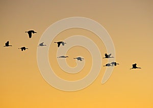 Sandhill Crane Flight Pattern