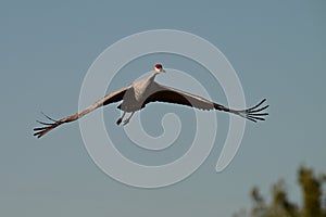 Sandhill Crane in flight with wings spread against a blue sky