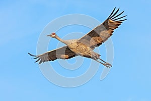 A Sandhill Crane Floats Through the Sky