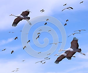 A Sandhill Crane Flock in the Pale Blue