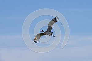 Sandhill Crane Flying