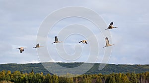 Sandhill Crane flying