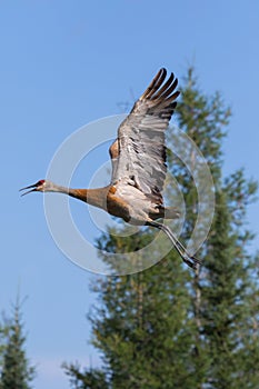 Sandhill crane flying. Mackenzie river in Northwest territories ( NWT) Canada