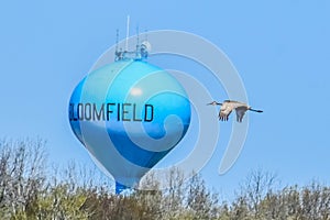 Sandhill Crane Flying next to Bloomfield Water Tower