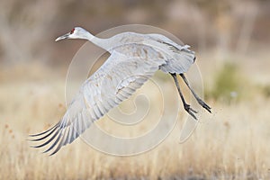 Sandhill crane flying off from pond photo