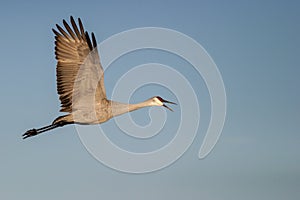 Sandhill crane flying with open beak with blue sky background