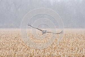 A Sandhill Crane Flying Through Snow Showers