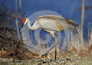 Sandhill Crane foraging next to a lake - Michigan