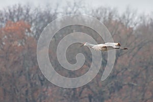 Sandhill Crane Glide Across Tress