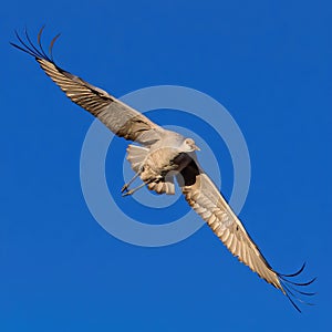 Sandhill Crane glides overhead during winter migration