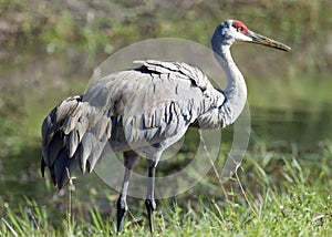 Sandhill Crane in Glorious Plumage