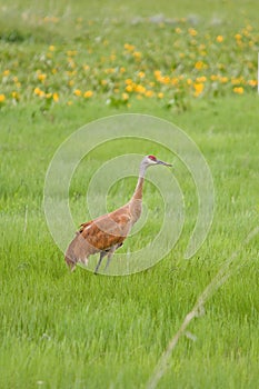 Sandhill crane in grassy field