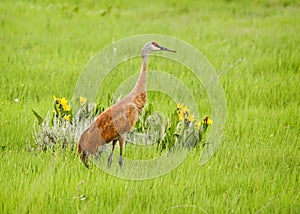 Sandhill crane in grassy field