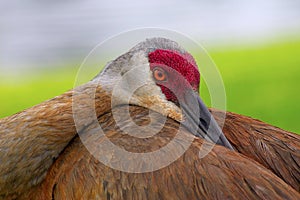 Sandhill Crane, Grus canadensis