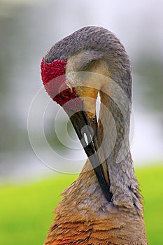 Sandhill Crane, Grus canadensis