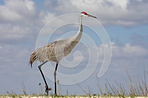 Sandhill Crane (Grus canadensis) photo