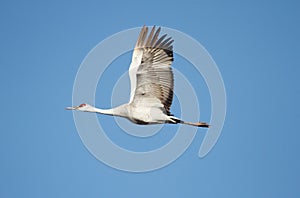 Sandhill Crane (Grus canadensis) photo