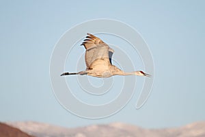 Sandhill Crane (Grus canadensis)