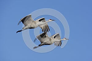 Sandhill crane, Grus canadensis