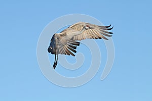 Sandhill Crane (Grus canadensis)