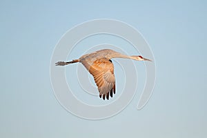 Sandhill Crane (Grus canadensis) in Flight