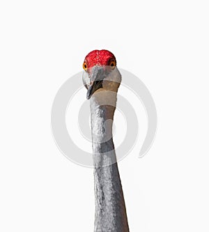Sandhill Crane - Grus canadensis pratensis - front head Profile looking towards camera Isolated cutout on white background