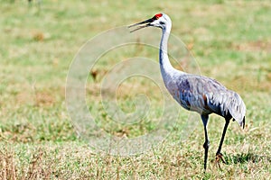 Sandhill Crane photo