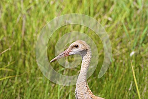 Sandhill Crane Immature Portrait  701374