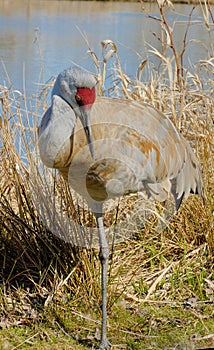 Sandhill Crane on the lake