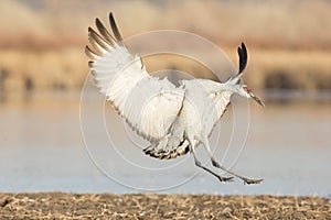 Sandhill crane landing near lake