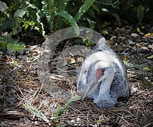 Sandhill Crane laying eggs on nest