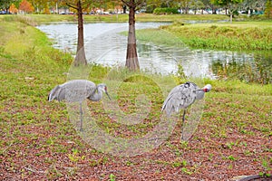 Sandhill crane is looking for food