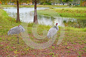 Sandhill crane is looking for food