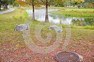 Sandhill crane is looking for food