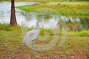 Sandhill crane is looking for food